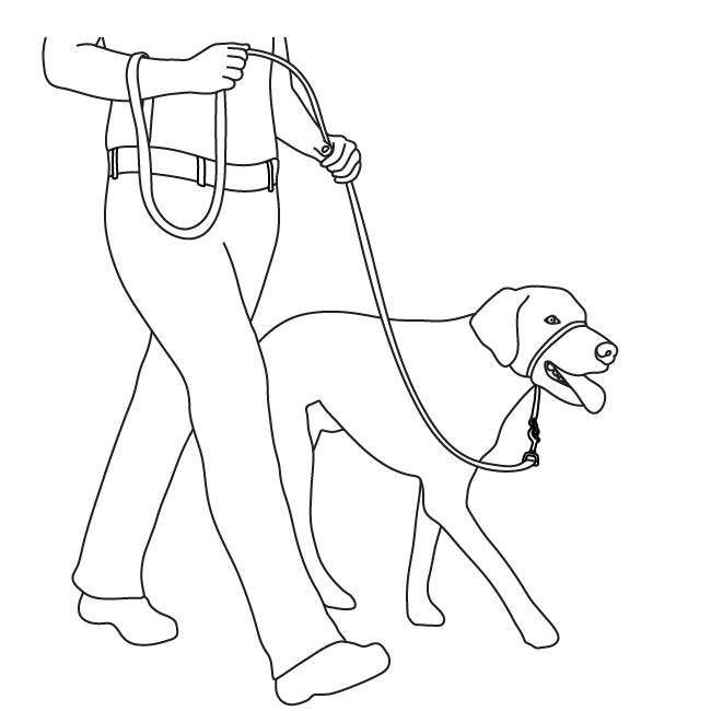 training-pet-gentle-leader-headcollar-illustration2
