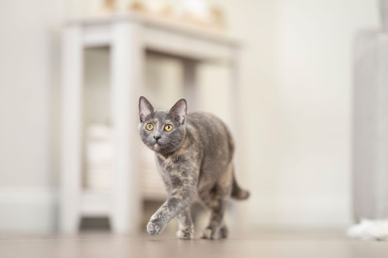 Gray speckled cat walking
