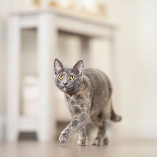 Gray speckled cat walking