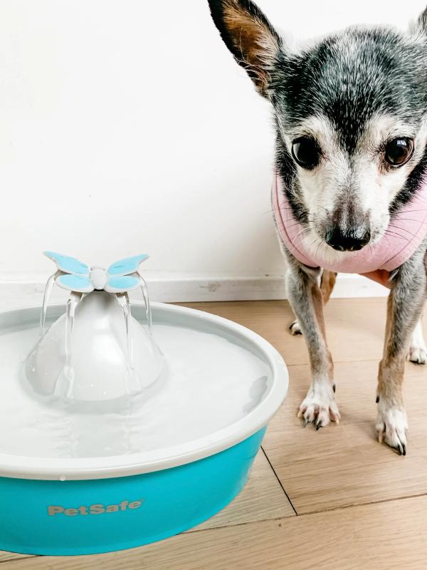 Senior chihuahua standing next to a PetSafe Butterfly Water Fount