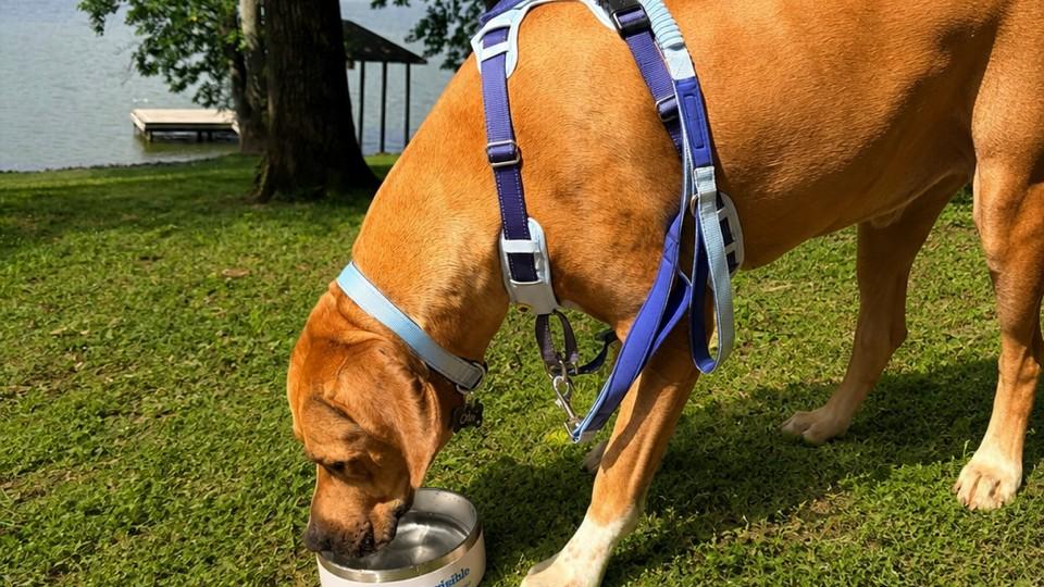Rhodesian Ridgeback drinks water wearing a blue harness near a lake
