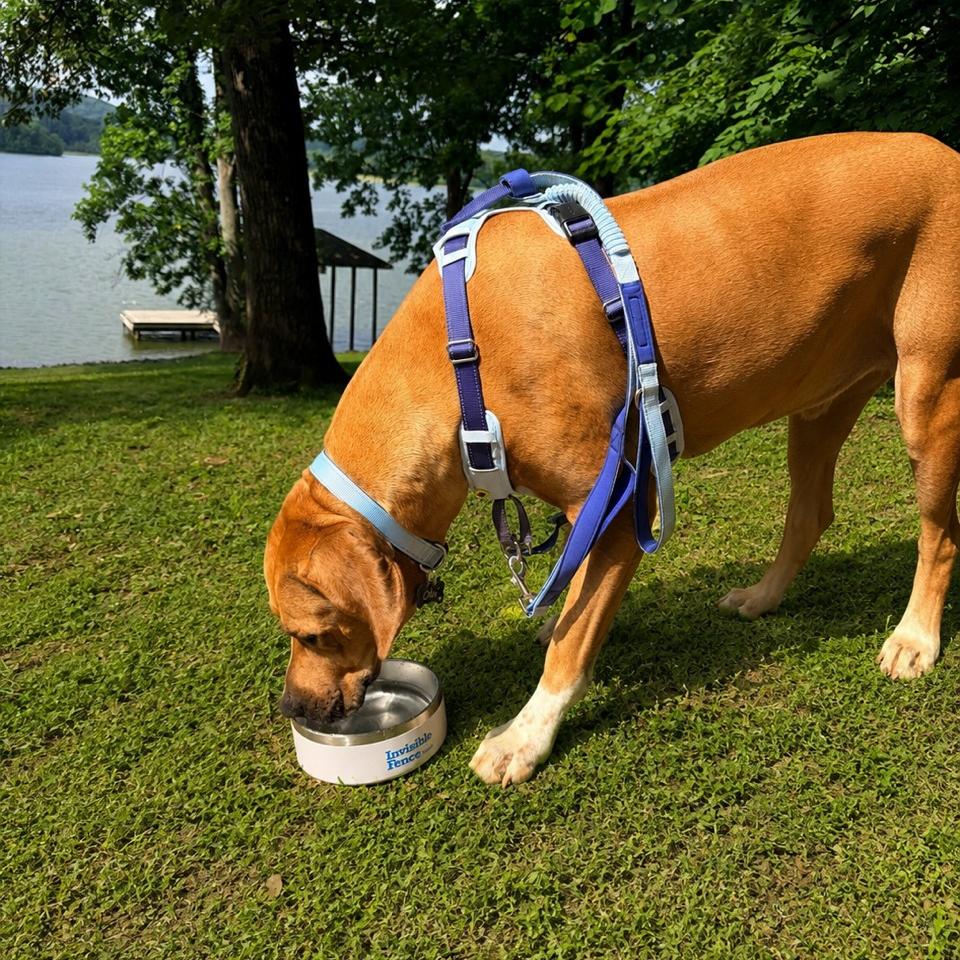 Rhodesian Ridgeback drinks water wearing a blue harness near a lake