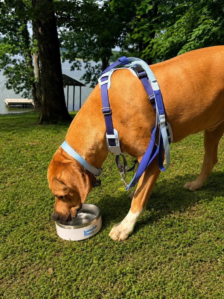 Rhodesian Ridgeback drinks water wearing a blue harness near a lake
