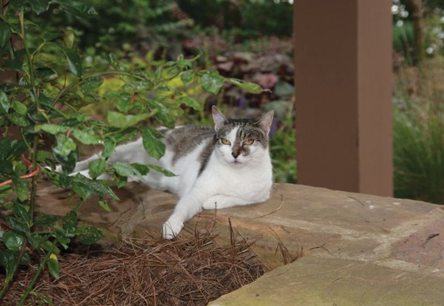 How Do I Know My Pet Is Overheating? PetSafe®