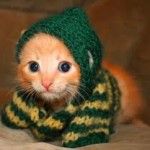 cute orange kitten in sweater