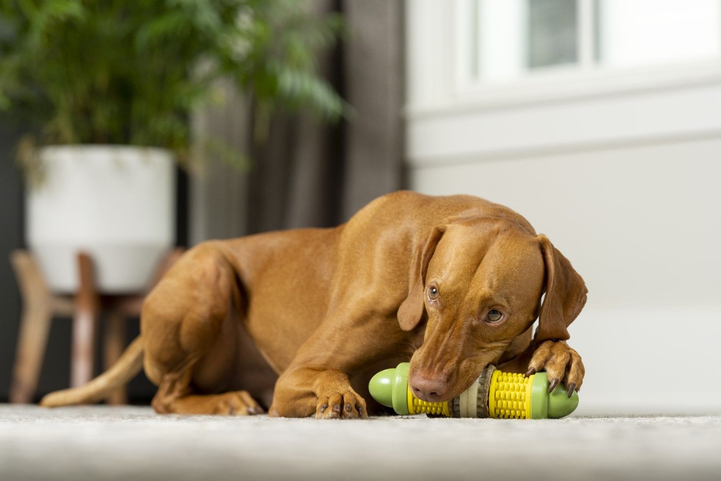 dog and corncob toy