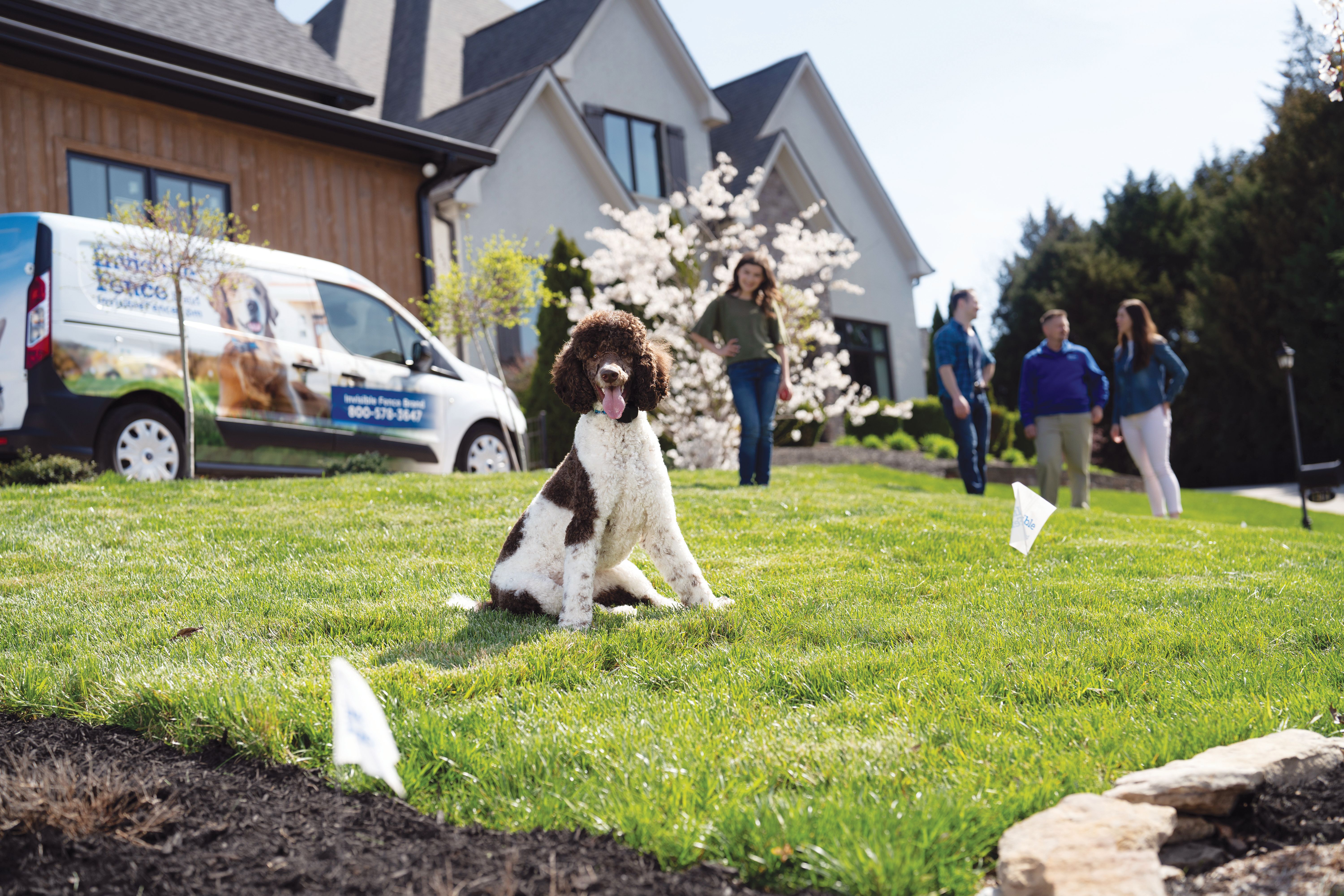 A poodle in a front yard getting trained on an Invisible Fence Brand system