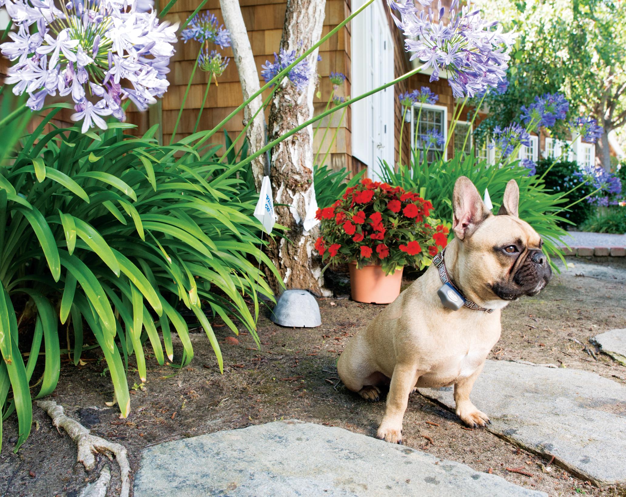 beautiful well maintained yard with dog enjoying designated safe area thanks to invisible fence brand