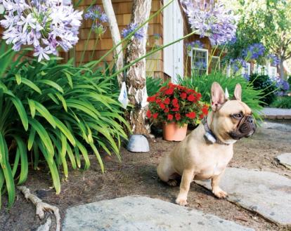 dog kept away from garden by outdoor shields plus invisible fence
