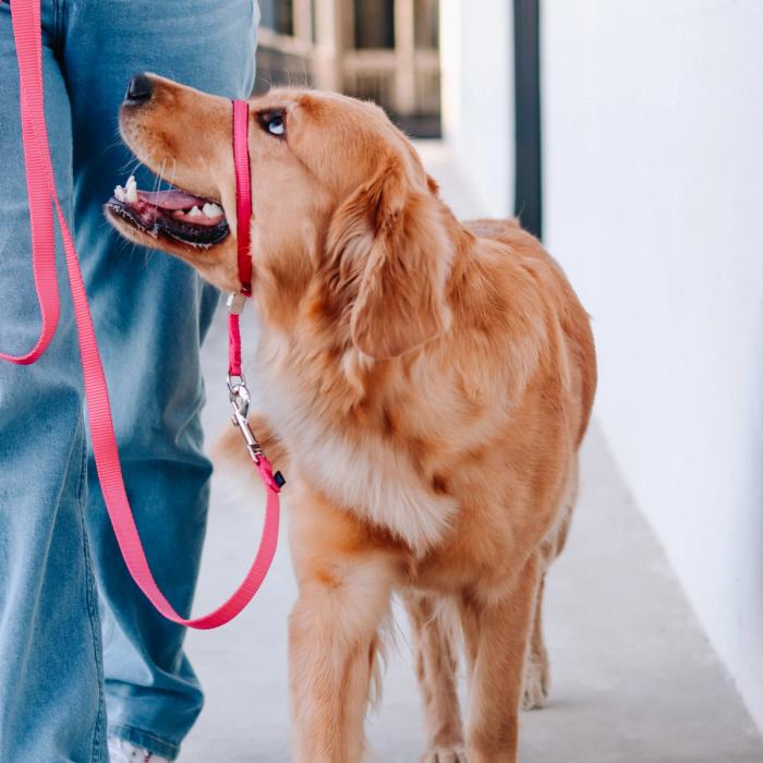Golden retriever wears pink PetSafe Gentle Leader and is walking smiling and looking up at her owner.