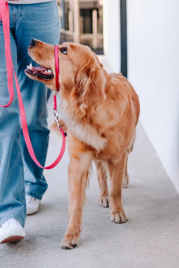 Golden retriever wears pink PetSafe Gentle Leader and is walking smiling and looking up at her owner.