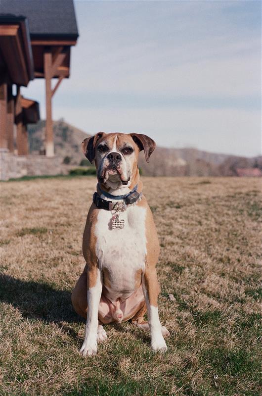 boxer dog in yard  in front of mountain background