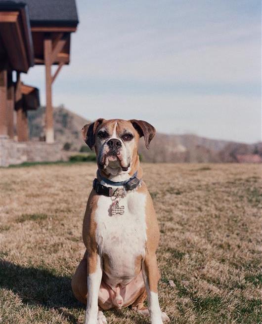 boxer dog in yard in front of mountain background