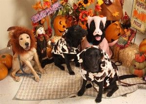 Wild animals dressed as barn yard animals, how appropriate!