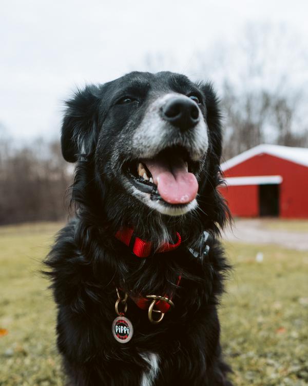 Fluffy black dog with gray face smiling outside. Red barn and autumn trees in the background. 