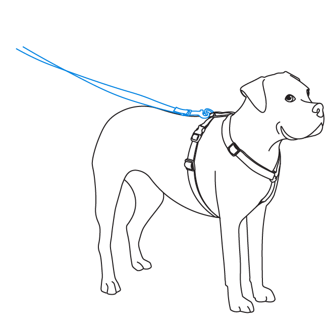 how-to-use-petsafe-sure-fit-harness-illustration2