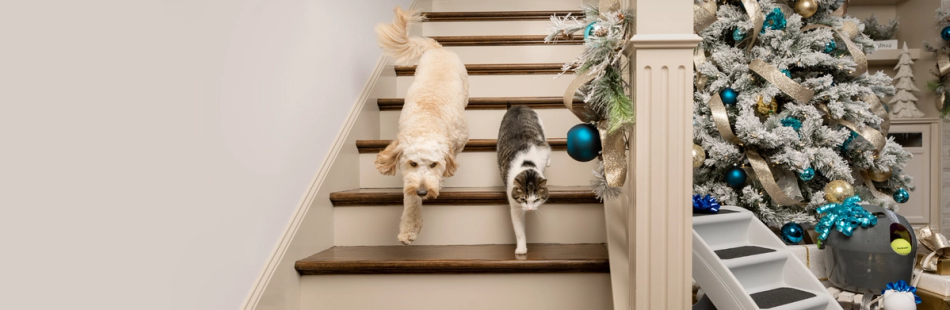 Dog and cat walking down the stairs on Christmas morning