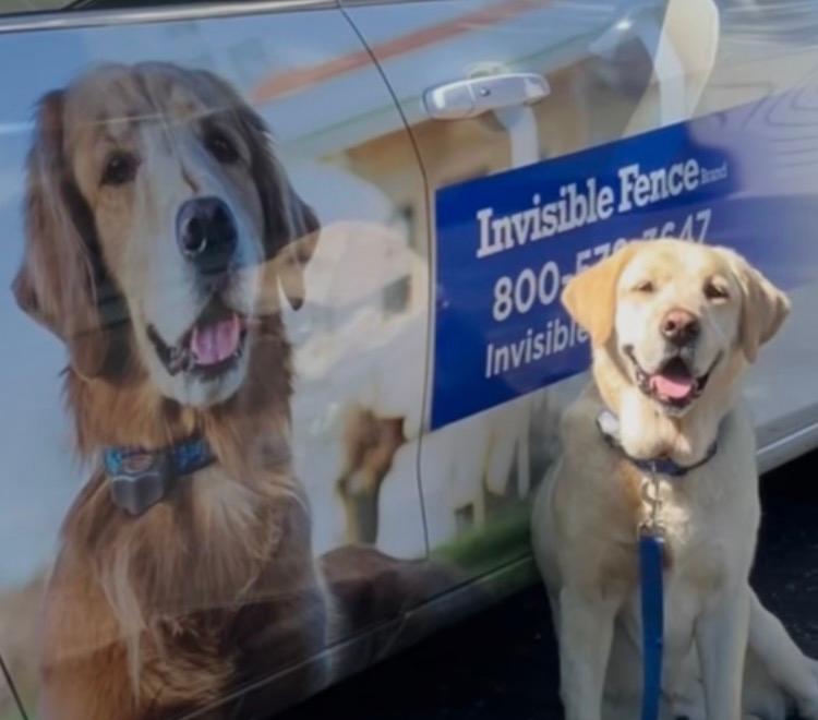Golden retriever sitting next to a picture of a golden retriever on an Invisible Fence company car 