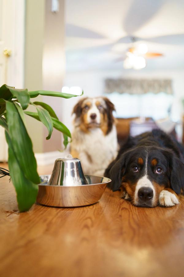 Bernese mountain dog sits next to PetSafe Seaside Stainless Pet Fountain and aussie dog sits in the background.
