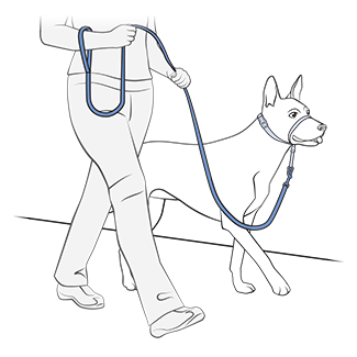 How can i stop my dog from pulling on the leash online