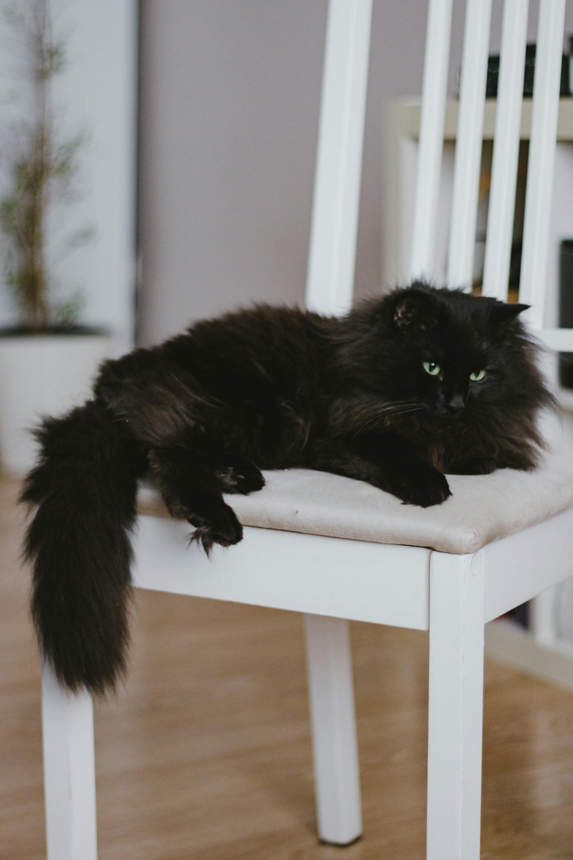 Siberian Black Cat