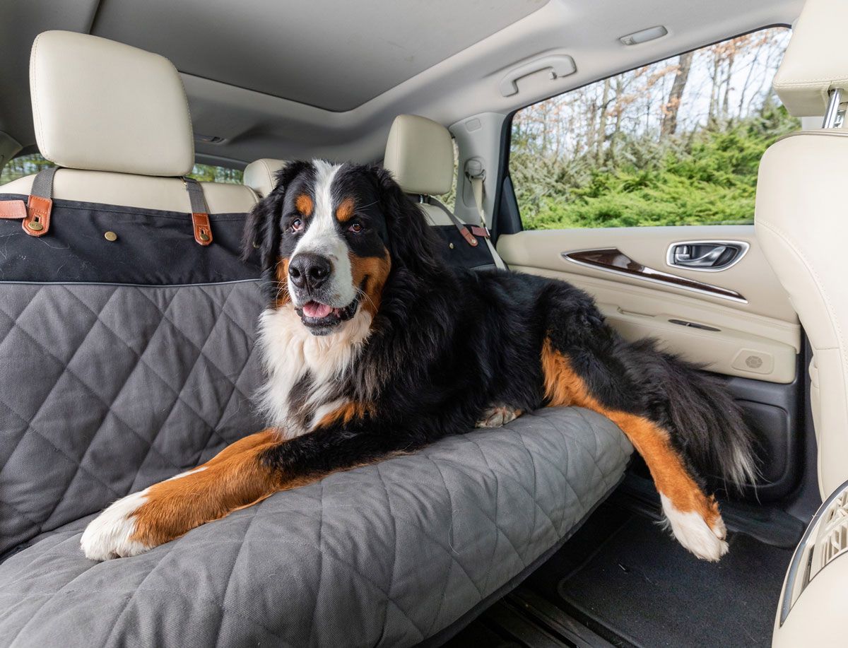 dog and seat cover