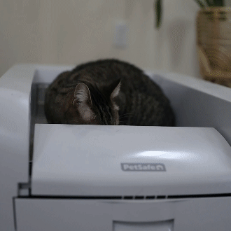 cats and litter box