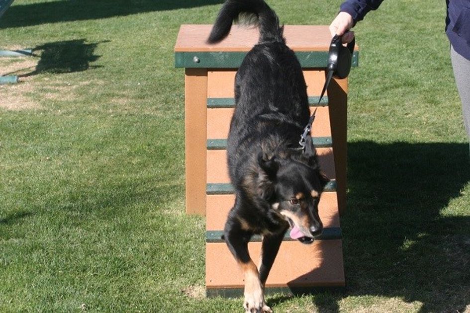 PetSafe® Expands Its Bark For Your Park™ Grants Program to Three New States