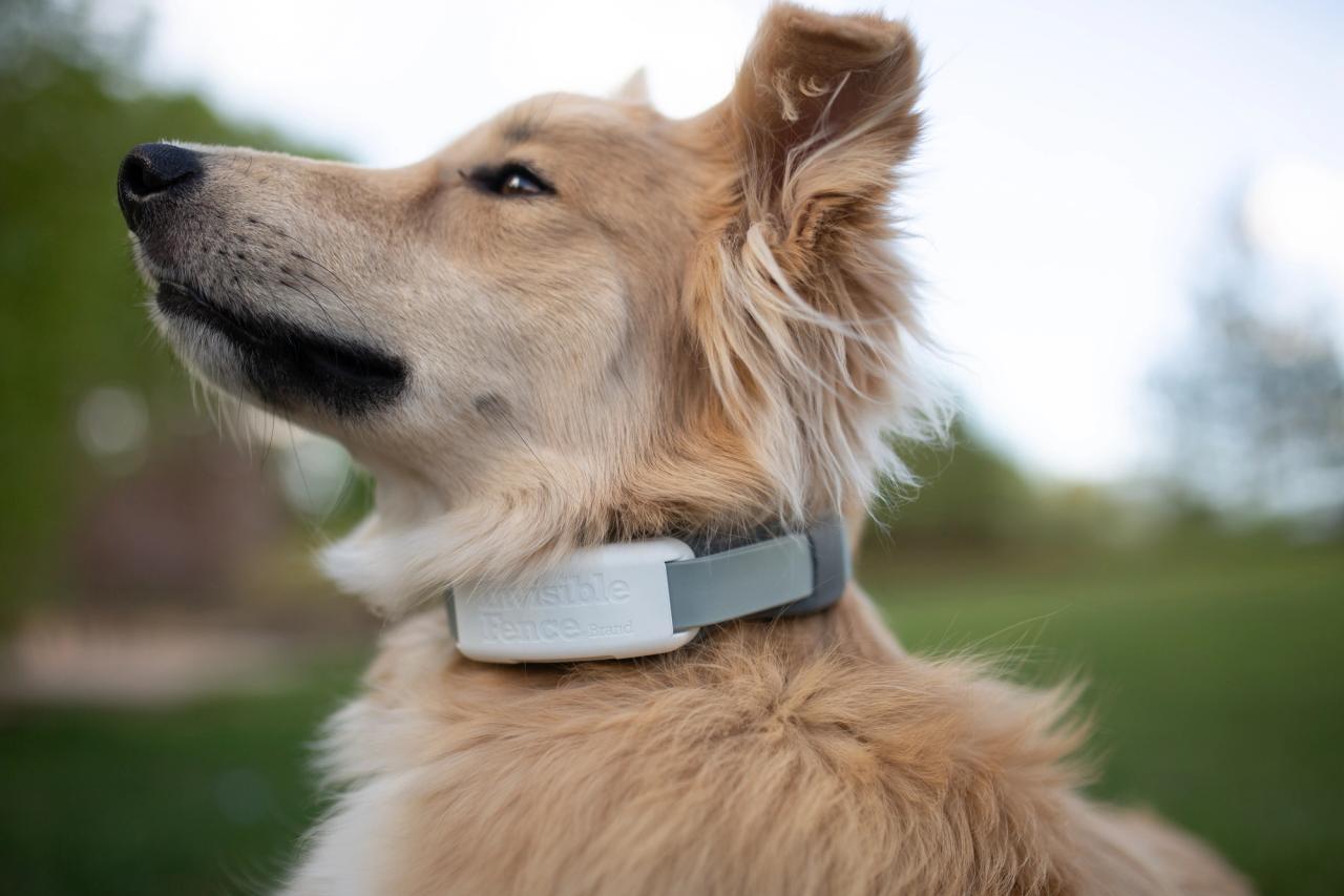 Collie wearing an Invisible Fence Brand GPS dog fence collar