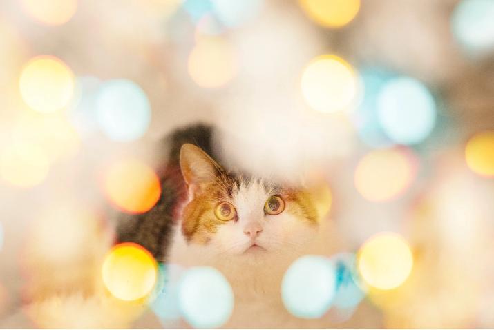 Cat looking into Christmas tree 