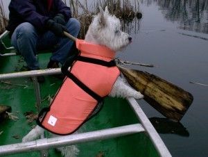 pet life jackets