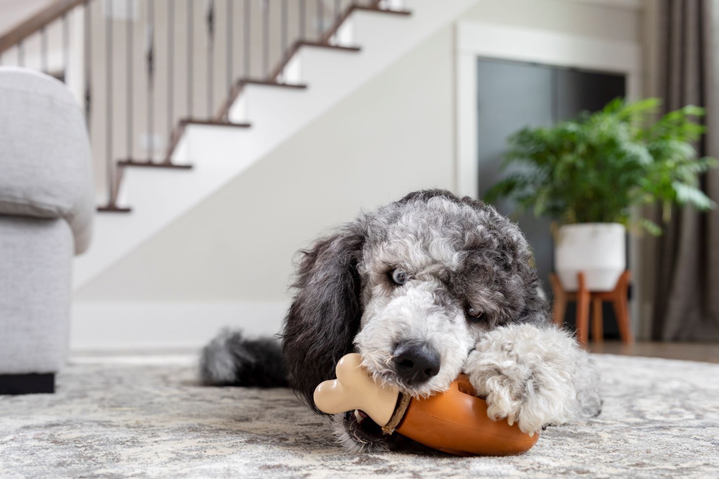 28 Best Dog Toys Holiday Gift Guide