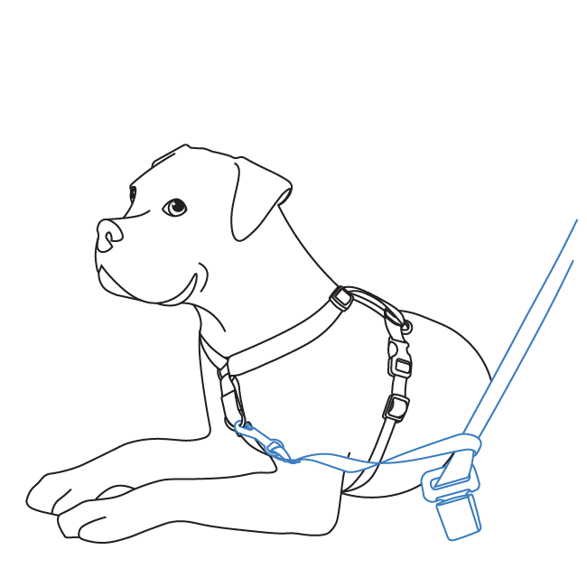 car-training-martingale-attachment-3-in-1-harness-illustration