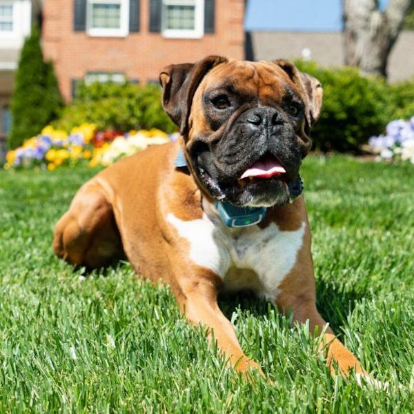 Dog in Yard