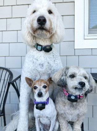 The CarbDogs group wearing their Invisible Fence Brand collars