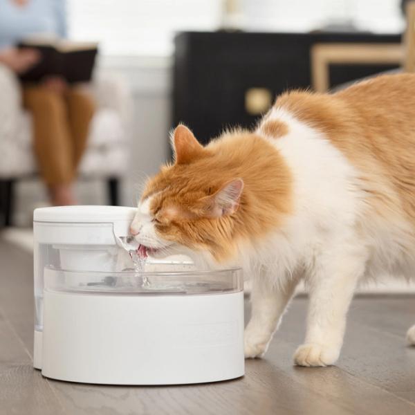 Orange and white fluffy cat drinking from Outlast Pet Fountain