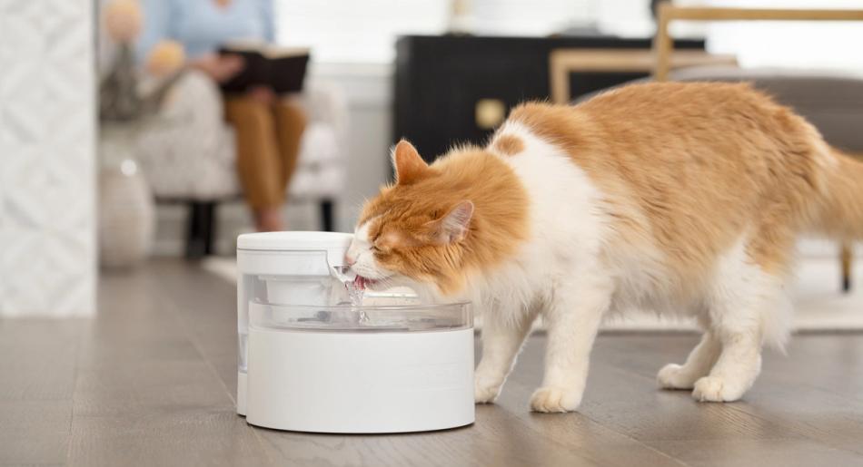 Orange and white fluffy cat drinking from Outlast Pet Fountain