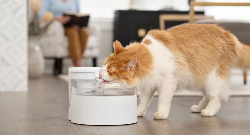 Orange and white fluffy cat drinking from Outlast Pet Fountain