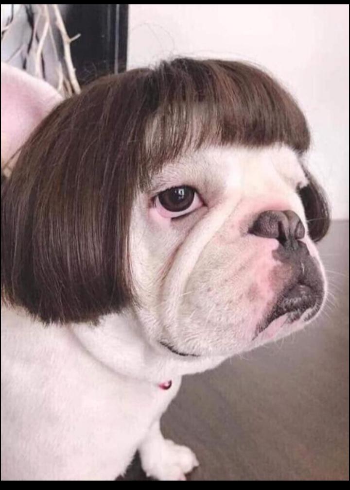 Missy-Lily-Poot-1