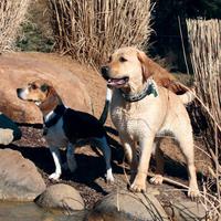 kill fleas naturally