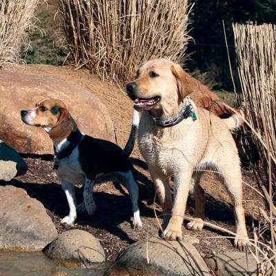 Do You Need a Dog Park?