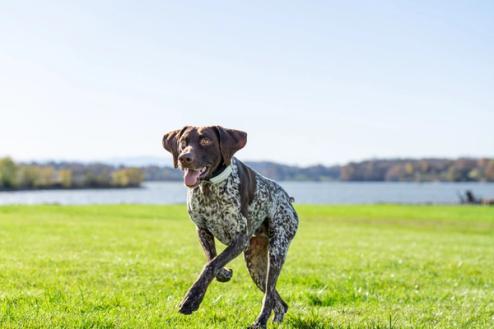 dog running in yard wearing invisible fence collar 