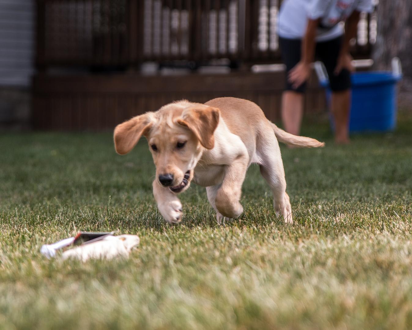 Yello lab puppy jumping on puppy dummy