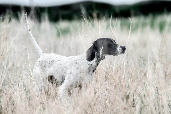 Choosing the Right E-Collar