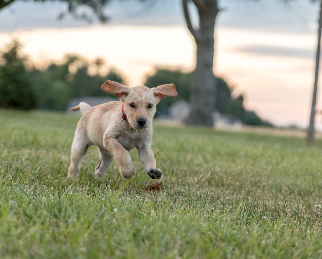 yellow lab puppy running towards camera