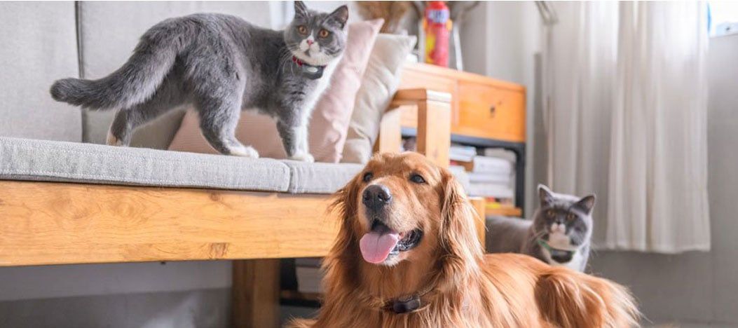 cat and dog at peace in a home with invisible fence brand shields system