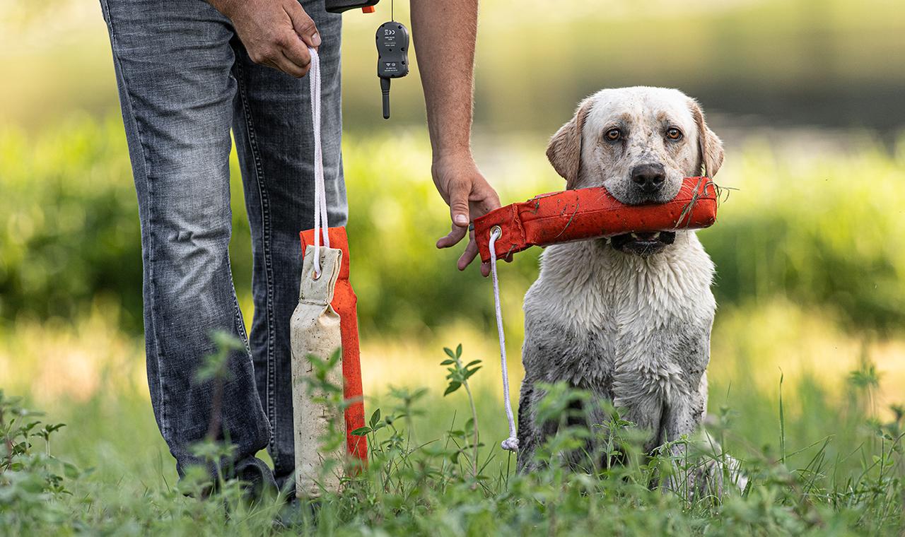 yellow lab sitting and holding a dummy in mouth while handler reaches to take it