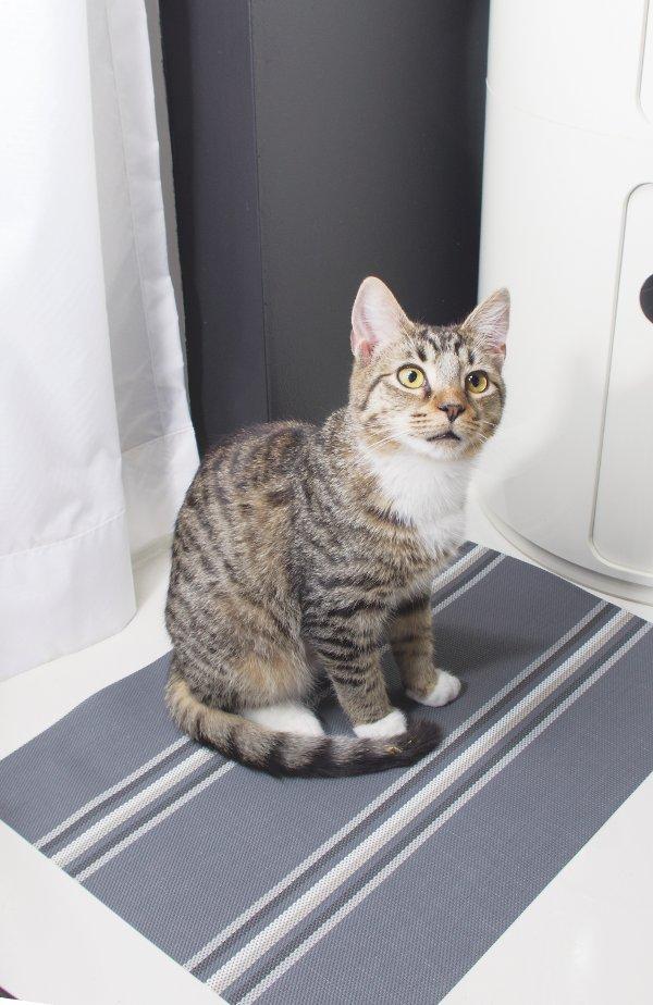 Why Does My Pet Pee on Objects?