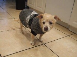Knit your pet a sweater, or just embroider his initials on it!
