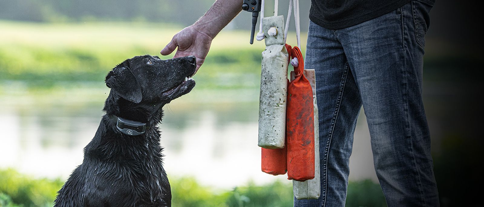 Dummy shock outlet collars dogs